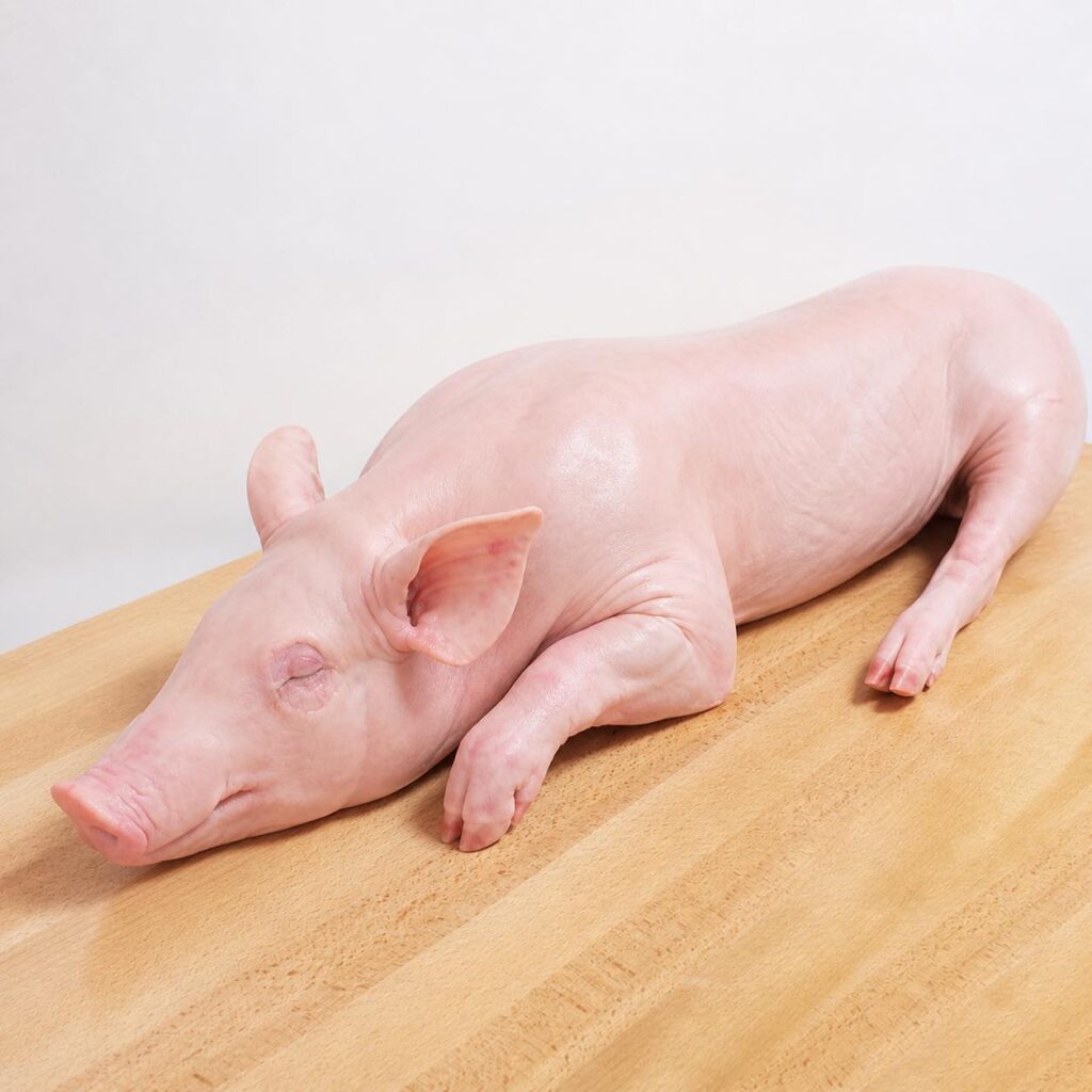 Raw pig ready to roast