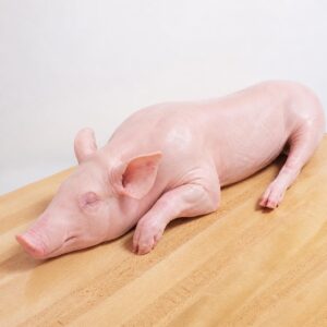 Raw pig ready to roast